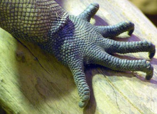 I rettili da compagnia 1171 0 rettili da compagnia_ok